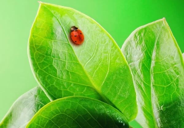 Uğur böceği taze yeşil yaprakları üzerinde — Stok fotoğraf
