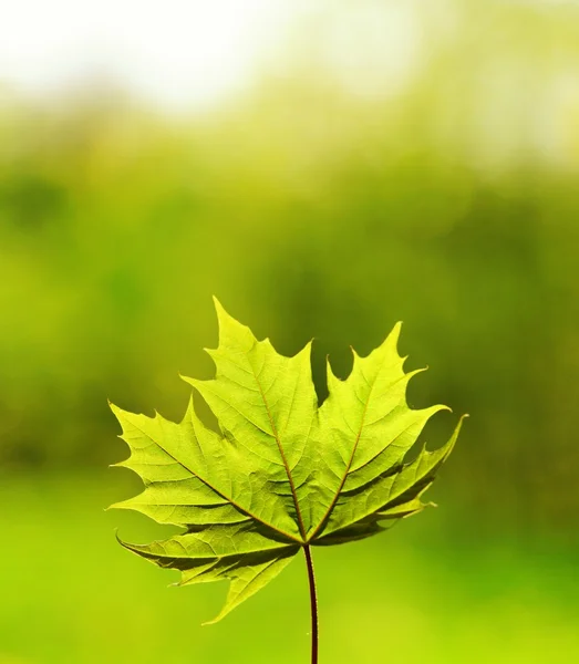 Immagine di un verde lasciare su sfondo astratto sfocato — Foto Stock