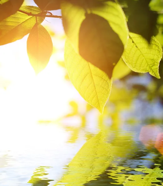 Зелене листя, відображене у воді — стокове фото
