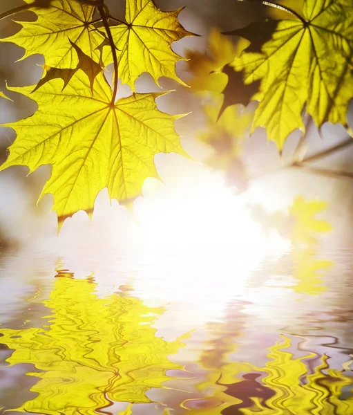 Grüne Blätter spiegeln sich im gereinigten Wasser — Stockfoto