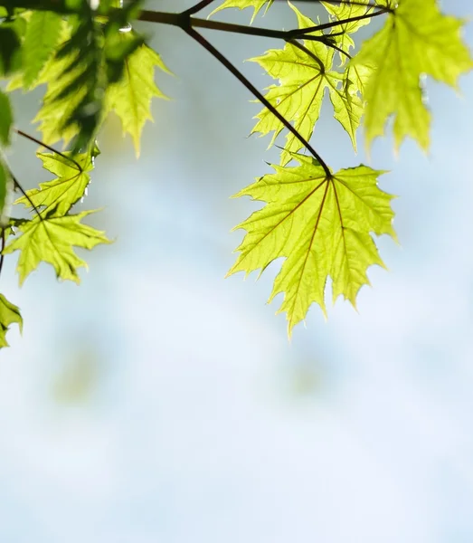 अमूर्त धुंधला पृष्ठभूमि पर एक हरे पत्तियों की तस्वीर — स्टॉक फ़ोटो, इमेज