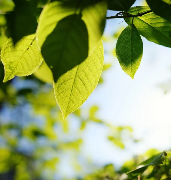 Imagen de hojas verdes sobre fondo borroso abstracto — Foto de Stock