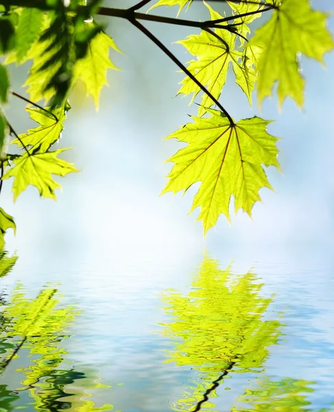 Folhas verdes refletidas em água fundida — Fotografia de Stock