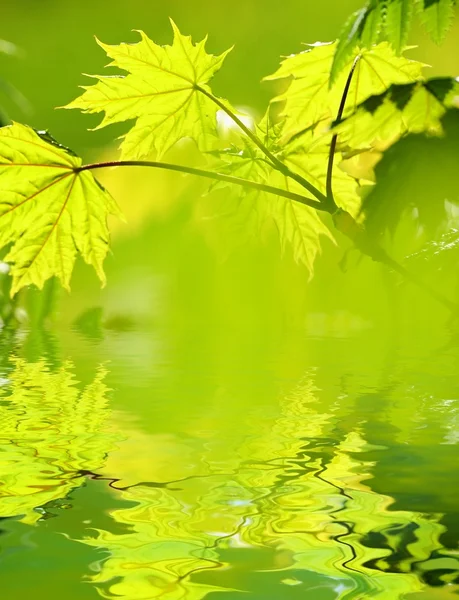Yeşil yaprak işlenmiş suya yansıyan — Stok fotoğraf