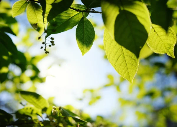 Photo d'une feuille verte sur fond flou abstrait — Photo