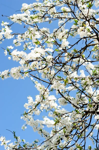 Bellissimi fiori di albero primaverile — Foto Stock
