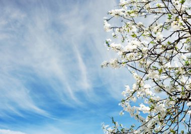 Beautiful spring tree flowers over blue sky clipart