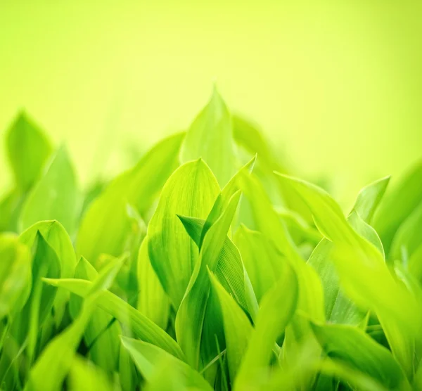 Свіжої зеленої траві — стокове фото