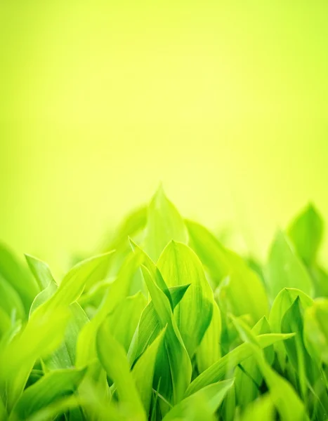 Φρέσκο πράσινο γρασίδι — Φωτογραφία Αρχείου