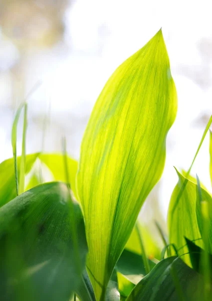 Erba fresca verde — Foto Stock