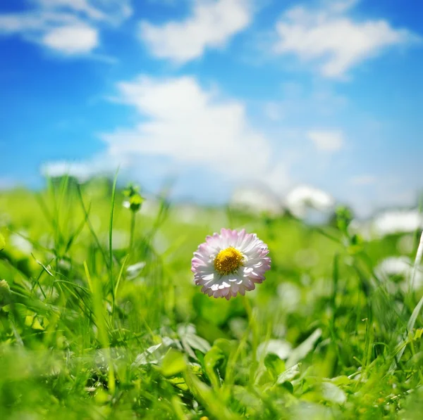 꽃밭 — 스톡 사진