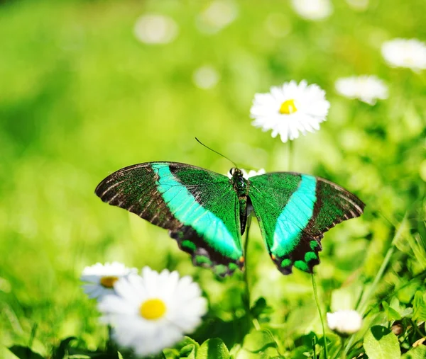 Gyönyörű pillangó egy virágon — Stock Fotó