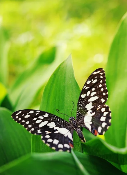 Schöner Schmetterling auf einem grünen Blatt — Stockfoto
