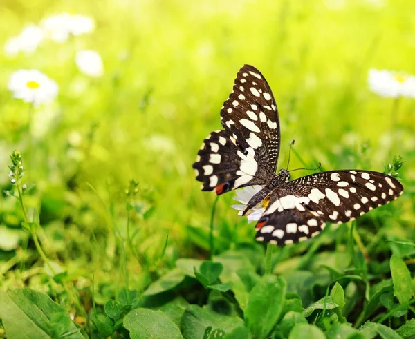 Piękny motyl na kwiatku — Zdjęcie stockowe
