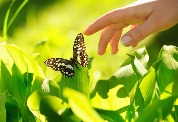 Людська рука і красивий метелик — стокове фото