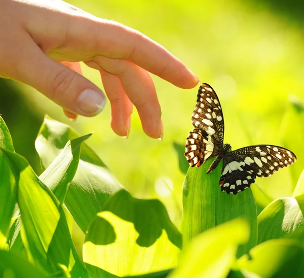 Emberi kéz és gyönyörű pillangó — Stock Fotó