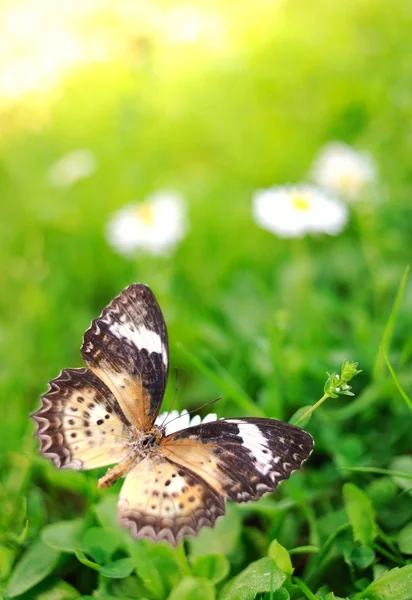 꽃 위의 아름다운 나비 — 스톡 사진