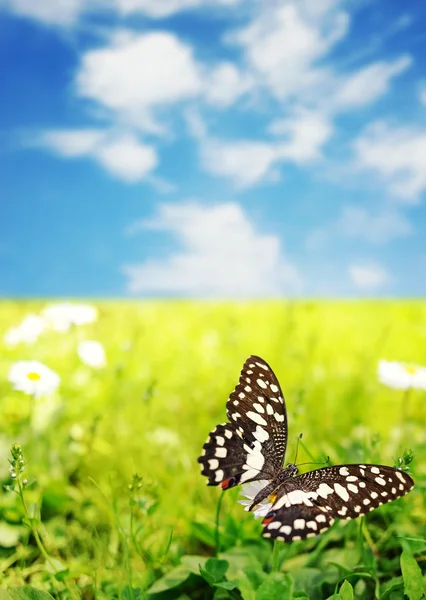 Mooie vlinder op een bloem — Stockfoto