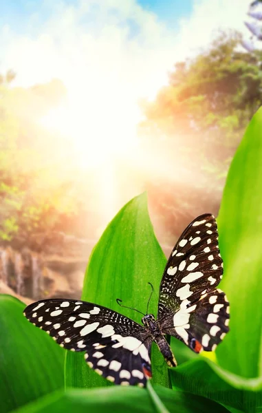 Όμορφη πεταλούδα πάνω από καταρράκτη στο άγριο δάσος — Φωτογραφία Αρχείου