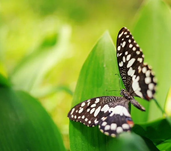 Hermosa mariposa sobre una hoja verde —  Fotos de Stock