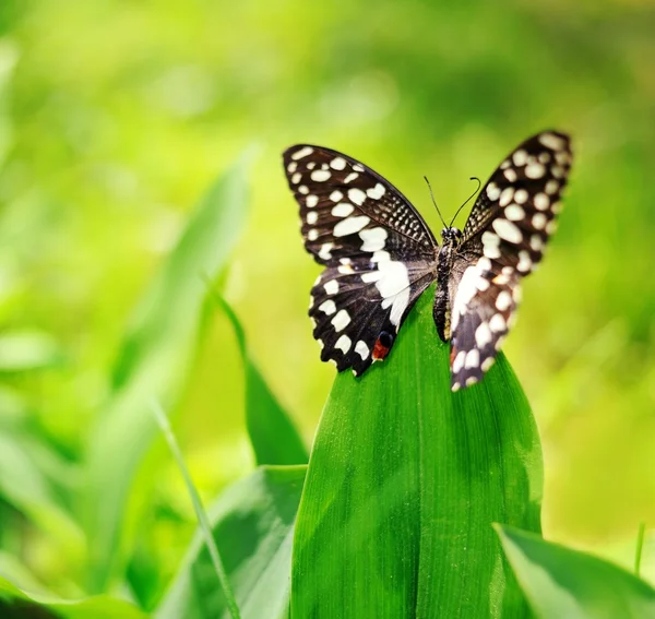 Bela borboleta em uma folha verde — Fotografia de Stock