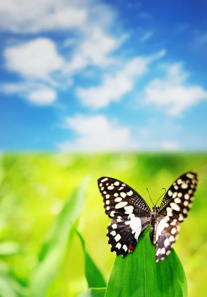 Красивая бабочка на зеленом листе над голубым небом — стоковое фото