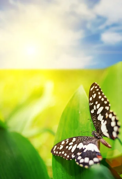 Vacker fjäril på ett grönt blad under blå himmel — Stockfoto