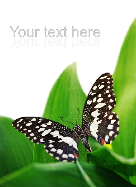 Красивая бабочка на зеленом листе — стоковое фото