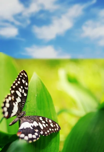 Schöner Schmetterling auf einem grünen Blatt über blauem Himmel — Stockfoto