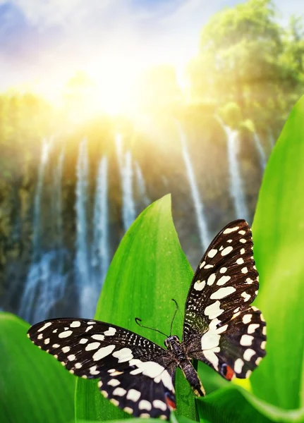 Beautiful butterfly over waterfall in wild forest — Stock Photo, Image