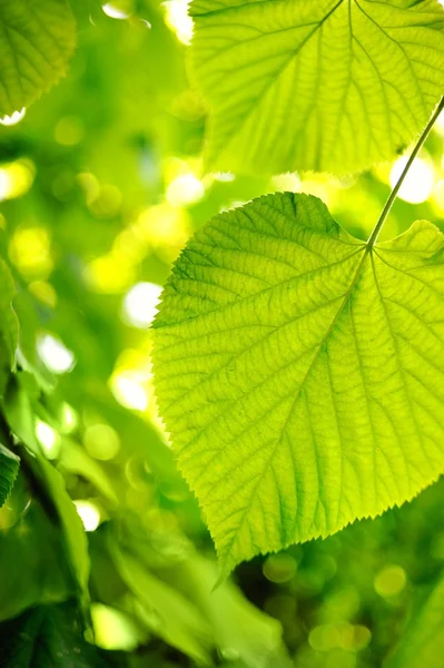Картина зеленого листя над абстрактним розмитим тлом — стокове фото