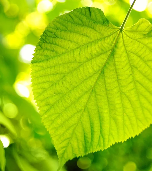 Képen egy zöld levelek, mint absztrakt elmosódott háttér — Stock Fotó