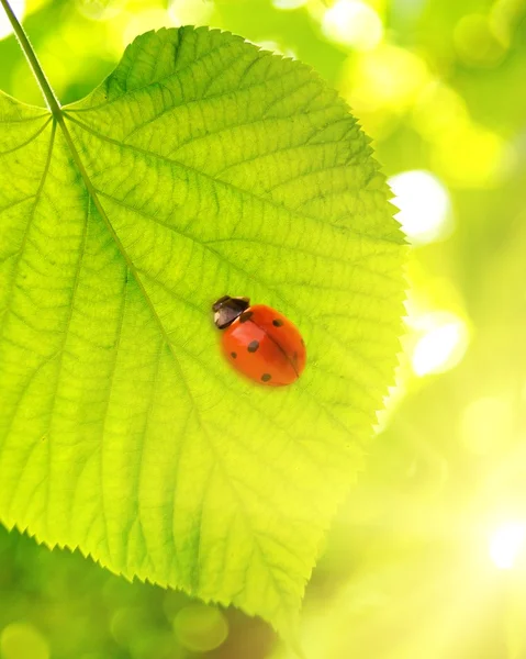 Lieveheersbeestje op een groen blad — Stockfoto