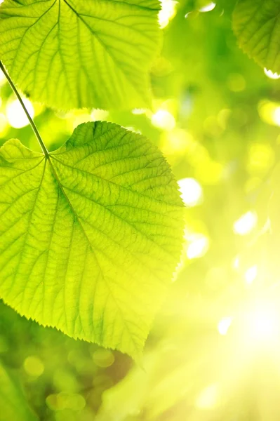 Imagem de um verde folhas sobre abstrato desfocado fundo — Fotografia de Stock