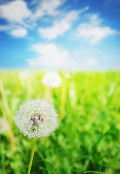 Üzerinde mavi gökyüzü Karahindiba çiçeği — Stok fotoğraf