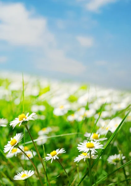 Daisy field — Stock Photo, Image