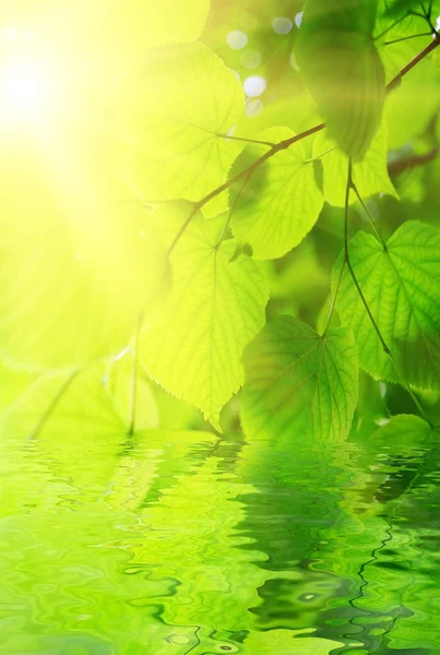 Grüne Blätter spiegeln sich im gereinigten Wasser — Stockfoto