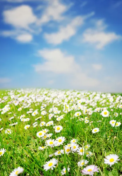 Daisy mezőben kék ég alatt — Stock Fotó