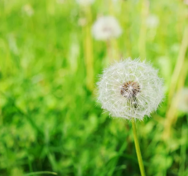 Dandelion flower in the field — Stock Photo, Image