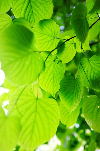 Obraz z zielonych liści — Zdjęcie stockowe