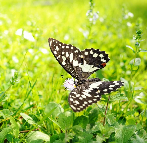 Bela borboleta em uma flor — Fotografia de Stock