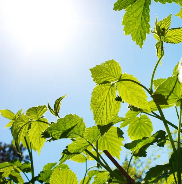 푸른 하늘에 녹색 식물 — 스톡 사진