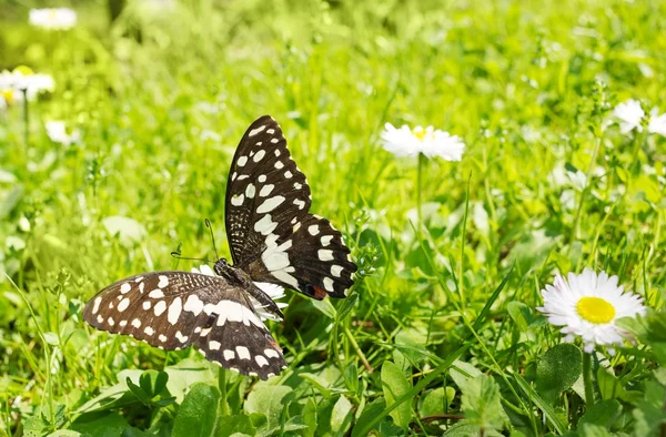 Красивая бабочка на цветке — стоковое фото