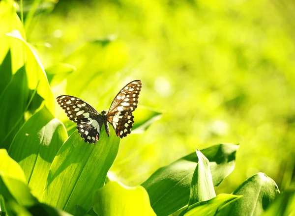 Vacker fjäril på ett grönt blad — Stockfoto