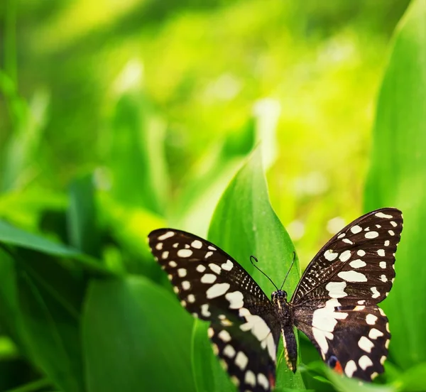 Piękny motyl na zielonym liściu — Zdjęcie stockowe