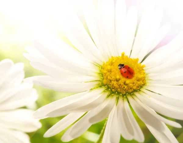 Biedronka siedzi na kwiat rumianku — Zdjęcie stockowe