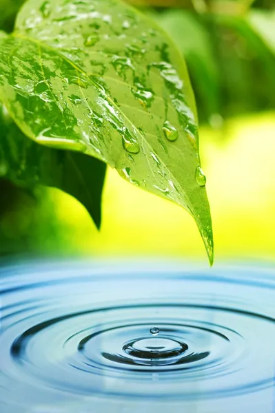 Friss zöld levelek tükröződik a víz — Stock Fotó