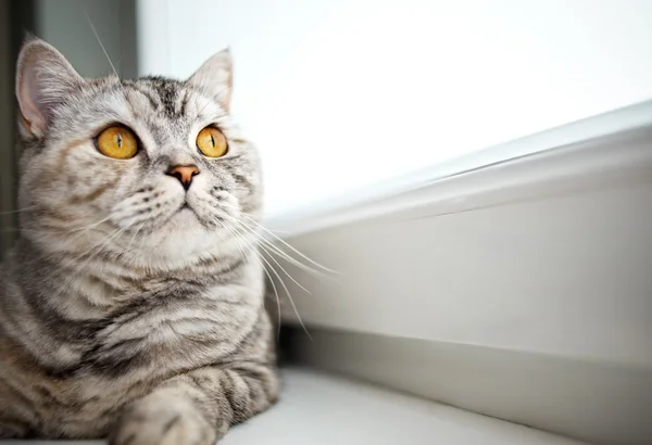 Крупним планом красивий кіт — стокове фото