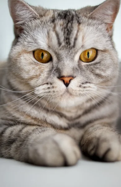 美しい猫のクローズ アップ — ストック写真