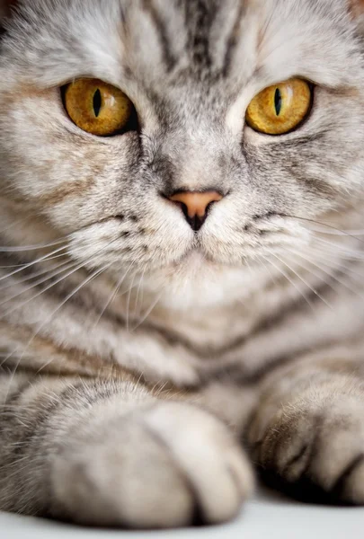 Κοντινό πλάνο του μια όμορφη γάτα — Φωτογραφία Αρχείου